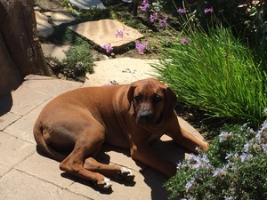 Safe Rhodesian Ridgeback in Colorado Springs, CO