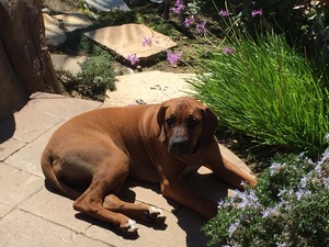 Safe Rhodesian Ridgeback in Colorado Springs, CO