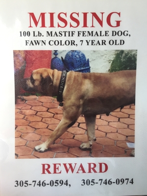 Safe Mastiff in Homestead, FL
