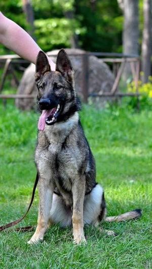 Safe German Shepherd Dog in Tomball, TX