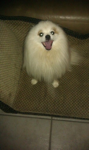 Safe Pomeranian in Antioch, CA