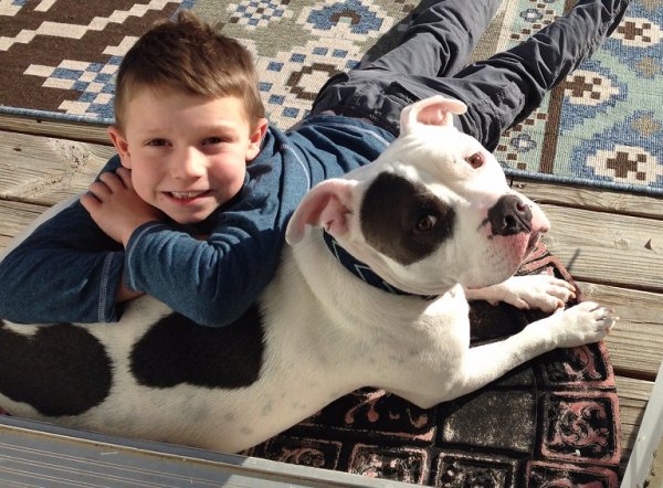 Safe Pit Bull in Fredericksburg, VA