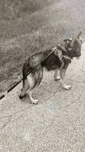Safe German Shepherd Dog in Janesville, WI