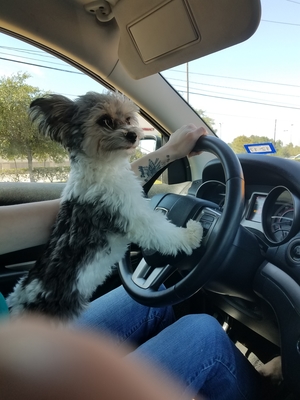 Safe Yorkshire Terrier in Houston, TX