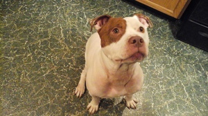 Safe American Staffordshire Terrier in Buffalo, NY