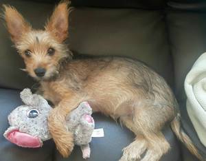 Safe Yorkshire Terrier in Salinas, CA