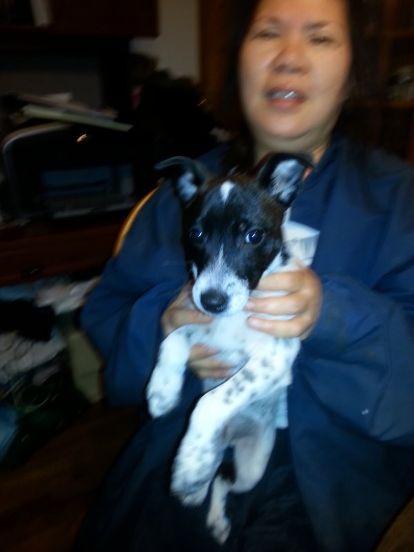 Safe Jack Russell Terrier in Elyria, OH