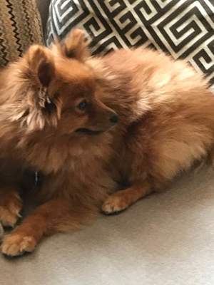 Safe Pomeranian in Uniondale, NY