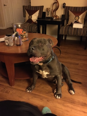 Safe Pit Bull in American Canyon, CA