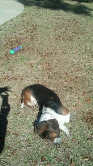 Safe Basset Hound in Cypress, TX