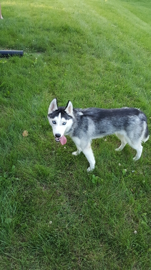 Safe Siberian Husky in Shrewsbury, PA