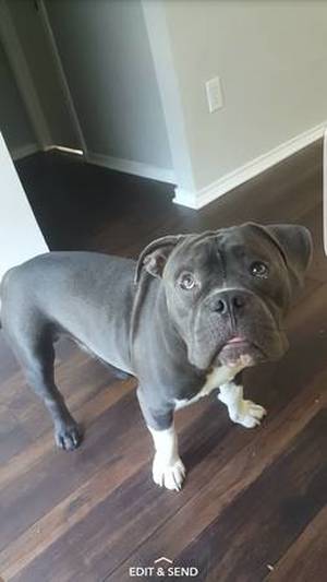 Lost American Bulldog in Garland, TX