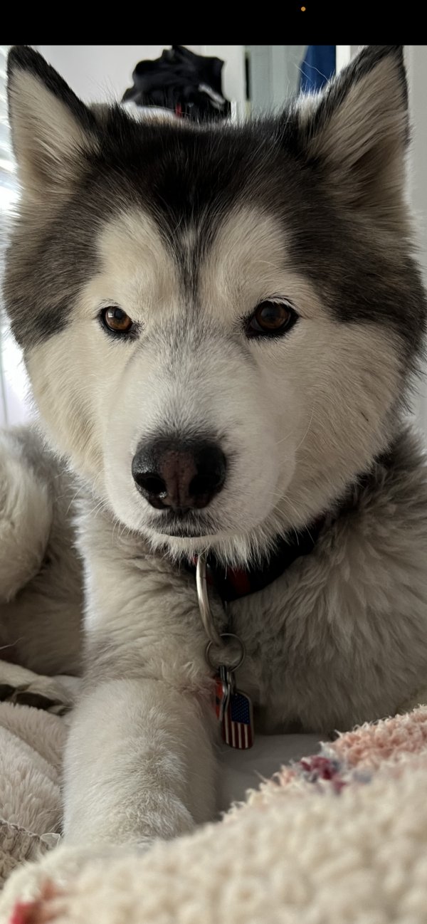 Safe Alaskan Malamute in Los Angeles, CA