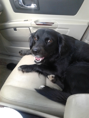 Safe Labrador Retriever in Rome, OH