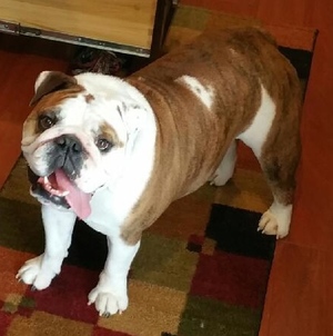 Safe English Bulldog in Northville, MI