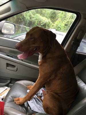 Safe Pit Bull in Newberry, FL