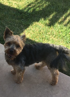 Safe Yorkshire Terrier in Brentwood, CA