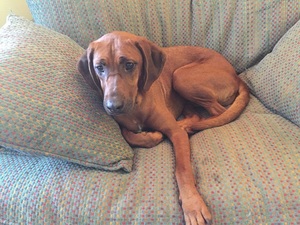 Safe Redbone Coonhound in Charleston, SC