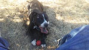 Safe Pit Bull in Oroville, CA