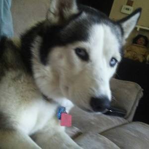 Safe Siberian Husky in Henderson, KY