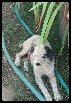 Safe Poodle in Fresno, CA