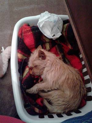 Safe Cairn Terrier in Conneaut, OH