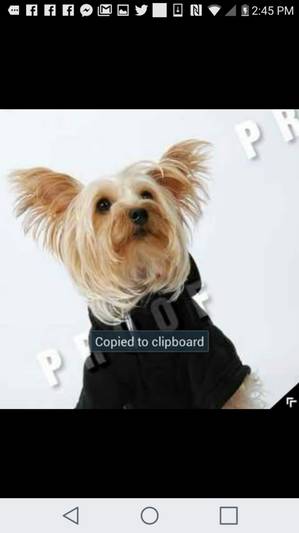 Safe Yorkshire Terrier in Bridgeport, CT