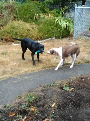 Safe American Staffordshire Terrier in Ocean Park, WA