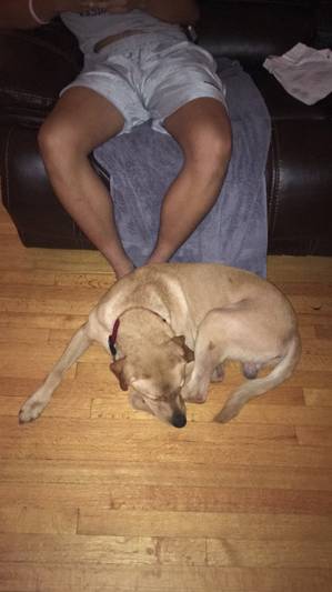 Safe Labrador Retriever in Westchester, IL