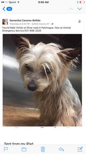 Safe Yorkshire Terrier in Patchogue, NY