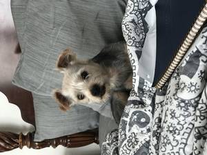Safe Yorkshire Terrier in Bethel Island, CA