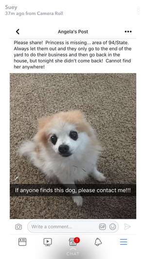 Safe Pomeranian in Kansas City, KS