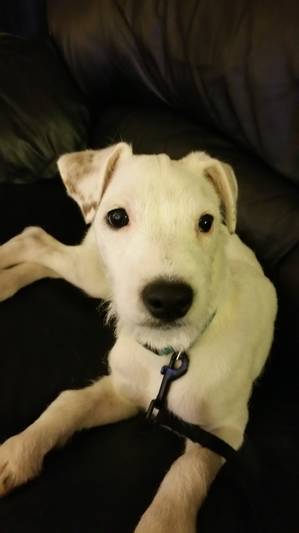 Safe Jack Russell Terrier in Arlington Heights, IL