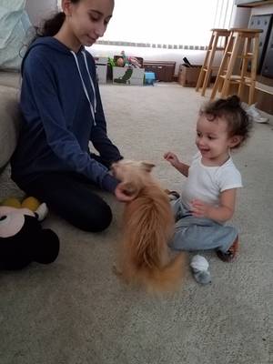 Safe Yorkshire Terrier in Waterbury, CT