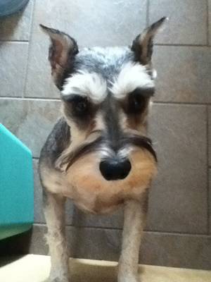 Safe Miniature Schnauzer in Romeoville, IL