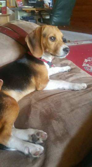 Safe Beagle in Richmond Hill, GA