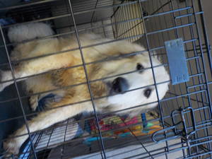 Safe Great Pyrenees in Bonifay, FL