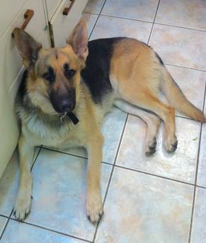 Safe German Shepherd Dog in Troy, ID