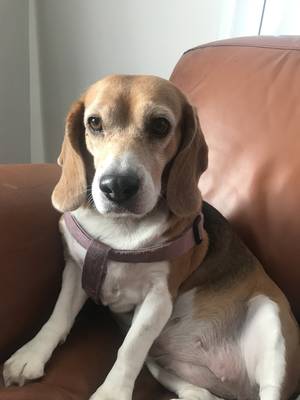 Safe Beagle in Phoenix, AZ