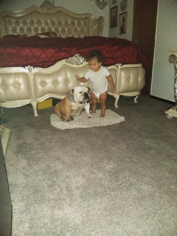 Safe English Bulldog in Wichita, KS