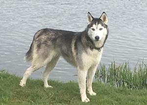 Safe Siberian Husky in Raymond, WA