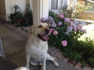 Safe Labrador Retriever in Montebello, CA
