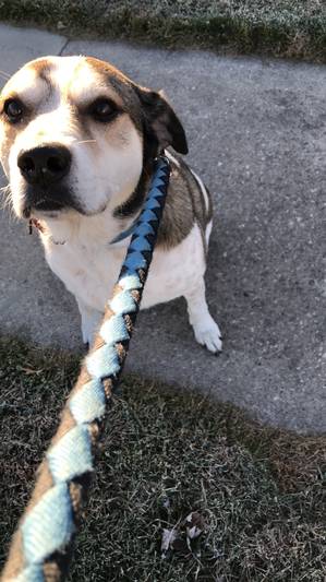 Safe Siberian Husky in Wheatland, IA