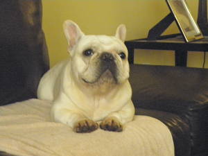 Safe French Bulldog in Verona, PA