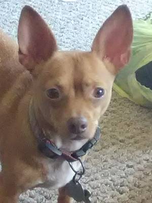 Safe Chihuahua in Covington, GA