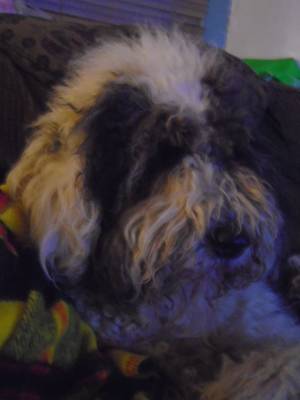 Safe Old English Sheepdog in Pottstown, PA