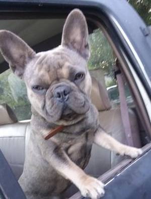 Safe French Bulldog in San Antonio, TX