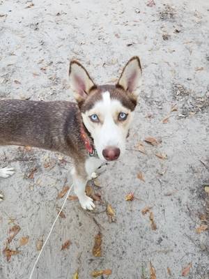 Safe Siberian Husky in Dalzell, SC