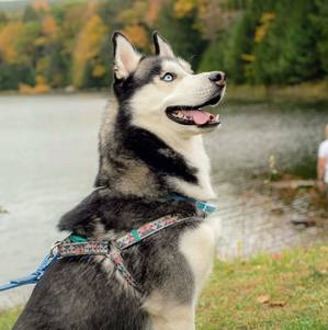 Safe Siberian Husky in Woodside, NY