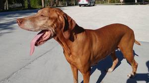 Safe Vizsla in Saint Petersburg, FL